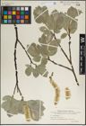 Foto von Salix lanata L.